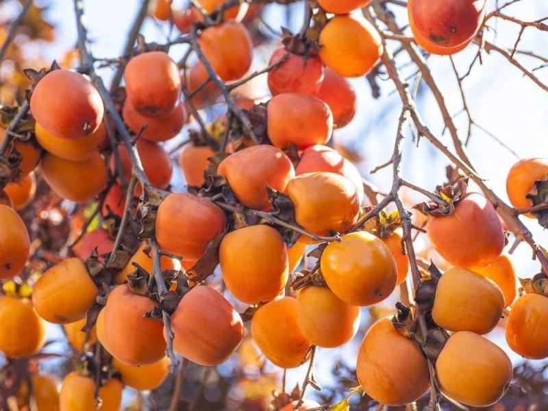 A dietitian explained who should avoid persimmons and shared tips on how to eliminate their astringent taste.