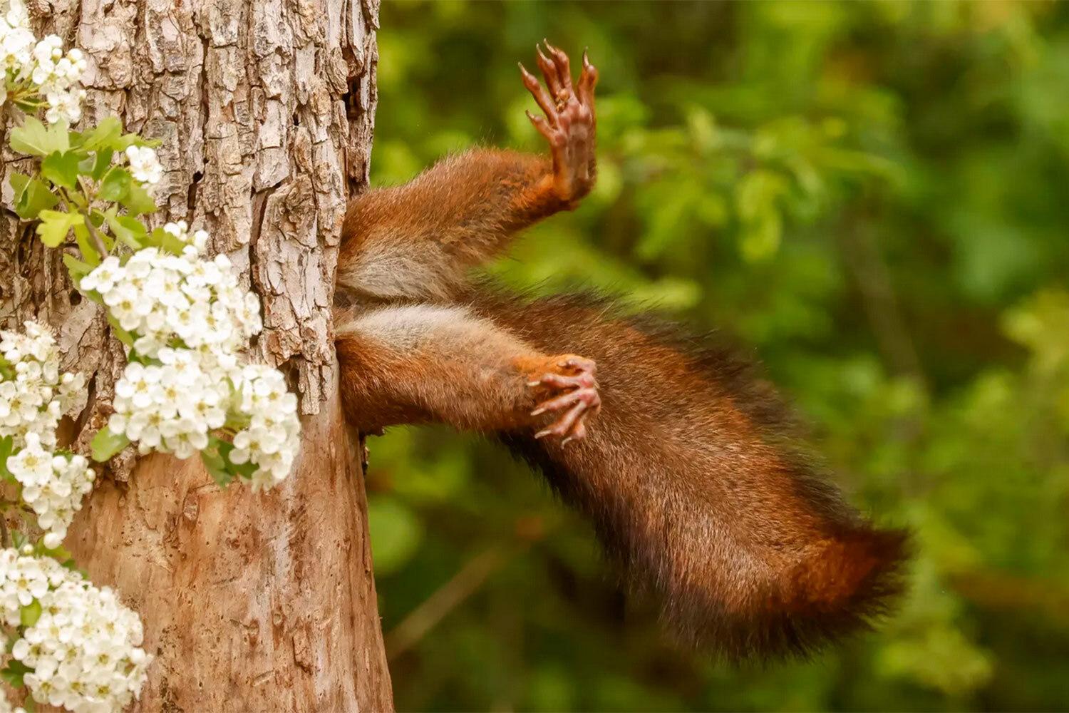 Winners of the 2024 Comedy Wildlife Photography Awards: a squirrel in a hole and other hilarious captures.